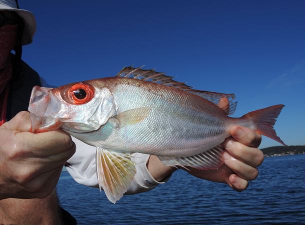Victoria's Hopkins River provides some good sport fishing options for loclas in the know. Image: Tim Vincent